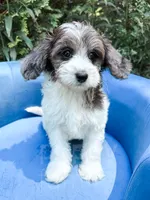 Manchester, a male Cavapoo for sale in Temple, GA – 7 of 10