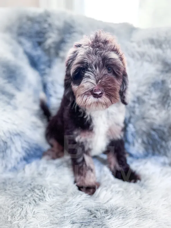 Monty  – Cockapoo puppy for sale in Temple, GA