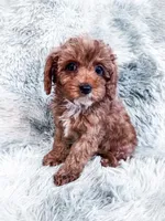 Teagan, a female Cavapoo for sale in Temple, GA – 3 of 7