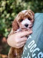 Slice - Mini, a male Cockapoo for sale in Temple, GA – 3 of 6