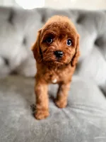 Elsa, a female Cavapoo for sale in Temple, GA – Photo 3 of 7