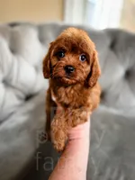 Elsa, a female Cavapoo for sale in Temple, GA – Photo 4 of 7