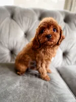 Elsa, a female Cavapoo for sale in Temple, GA – Photo 2 of 7