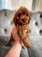 Elsa, a female Cavapoo for sale in Temple, GA – Photo 5 of 7