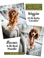 Elsa, a female Cavapoo for sale in Temple, GA – Photo 7 of 7