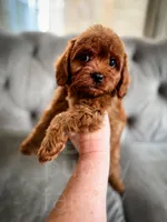 Elsa, a female Cavapoo for sale in Temple, GA – Photo 6 of 7
