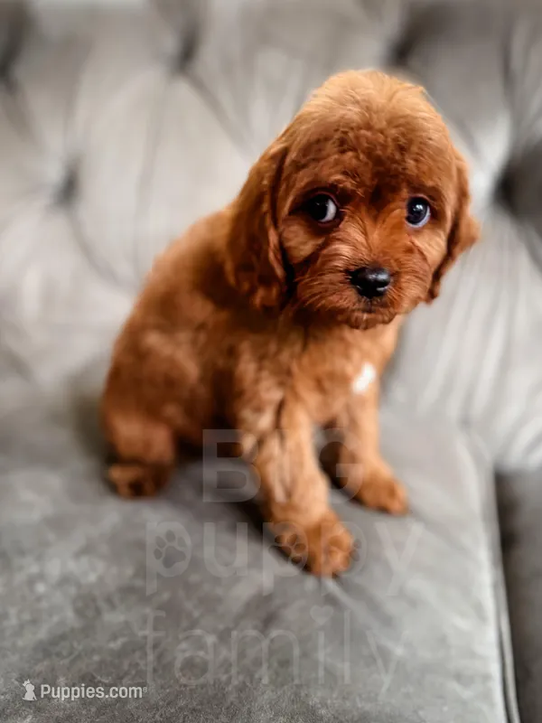 Elsa – Cavapoo puppy for sale in Temple, GA