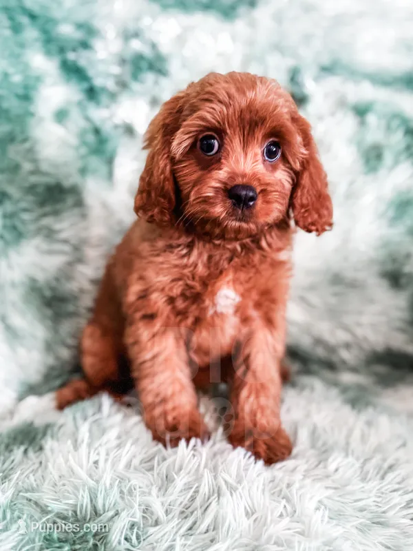 Elsa – Cavapoo puppy for sale in Temple, GA