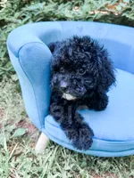 Amsterdam , a male Cavapoo for sale in Temple, GA – 3 of 8