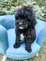 Amsterdam , a male Cavapoo for sale in Temple, GA – 5 of 8