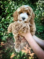 Slice - Mini, a male Cockapoo for sale in Temple, GA – 6 of 6