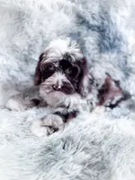 Moondogge, a male Cockapoo for sale in Temple, GA – 5 of 8