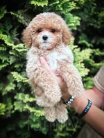 Merlin, a male Cavapoo for sale in Temple, GA – 3 of 7
