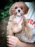 Merlin, a male Cavapoo for sale in Temple, GA – 3 of 8