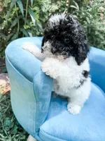 Nampula, a male Cavapoo for sale in Temple, GA – 2 of 10