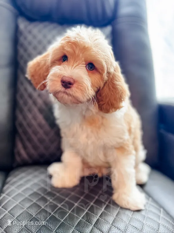 Citrus  – Cavapoo puppy for sale in Temple, GA