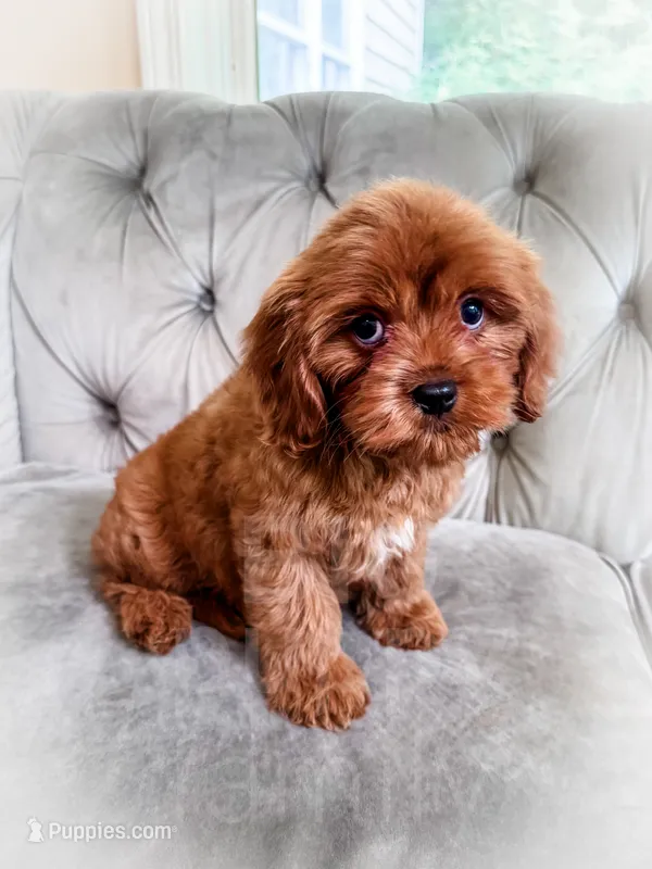 Grapefruit – Cavapoo puppy for sale in Temple, GA