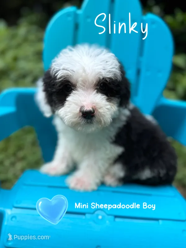 Slinky - Mini Sheepadoodle – Sheepadoodle puppy for sale in Temple, GA