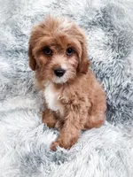 Scott, a male Cavapoo for sale in Temple, GA – 2 of 8