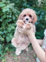 Merlin, a male Cavapoo for sale in Temple, GA – 2 of 8