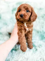 Denny , a male Cavapoo for sale in Temple, GA – Photo 2 of 8
