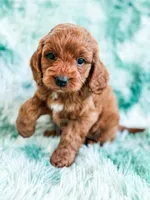 Denny , a male Cavapoo for sale in Temple, GA – Photo 4 of 8