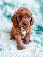 Denny , a male Cavapoo for sale in Temple, GA – Photo 3 of 8