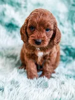 Denny , a male Cavapoo for sale in Temple, GA – Photo 5 of 8