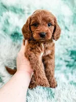 Denny , a male Cavapoo for sale in Temple, GA – Photo 7 of 8