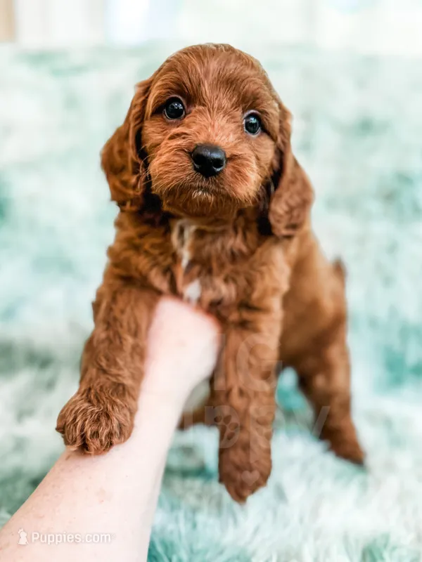 Denny  – Cavapoo puppy for sale in Temple, GA
