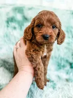 Denny , a male Cavapoo for sale in Temple, GA – Photo 6 of 8