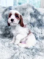 Chief, a male Cavapoo for sale in Temple, GA – 5 of 8