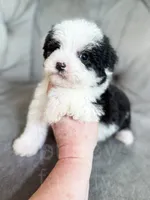 Slinky - Mini Sheepadoodle, a male Sheepadoodle for sale in Temple, GA – 2 of 3