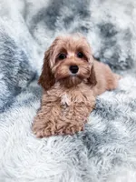 Sunkist, a female Cockapoo for sale in Temple, GA – 5 of 5