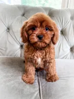 Grapefruit, a male Cavapoo for sale in Temple, GA – 4 of 6