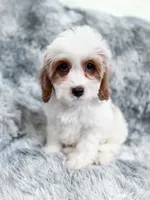 Bullet , a male Cavapoo for sale in Temple, GA – 2 of 9