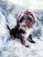 Monty , a male Cockapoo for sale in Temple, GA – 3 of 6