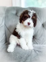 Mudslide, a male Cavapoo for sale in Temple, GA – 5 of 6