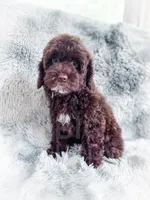 Eddie, a male Cockapoo for sale in Temple, GA – 2 of 8