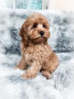 Fanta , a male Cockapoo for sale in Temple, GA – 2 of 10