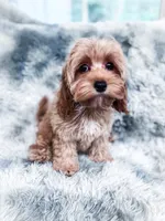 Sunkist, a female Cockapoo for sale in Temple, GA – 2 of 5