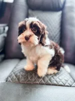 Hershey , a female Havapoo for sale in Temple, GA – 7 of 8
