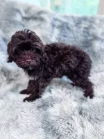 Ripple, a male Cavapoo for sale in Temple, GA – 6 of 6