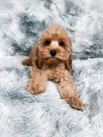 Fanta , a male Cockapoo for sale in Temple, GA – 4 of 10
