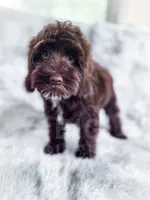 Russ, a male Cockapoo for sale in Temple, GA – 5 of 6