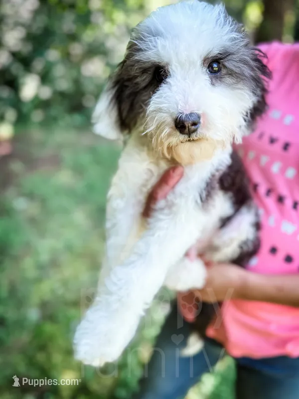 Slinky - Mini Sheepadoodle – Sheepadoodle puppy for sale in Temple, GA
