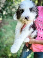 Slinky - Mini Sheepadoodle, a male Sheepadoodle for sale in Temple, GA – 1 of 9