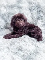 Canary, a female Cavapoo for sale in Temple, GA – 4 of 8