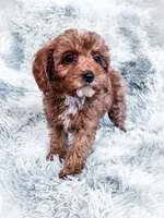 Teagan, a female Cavapoo for sale in Temple, GA – 7 of 7