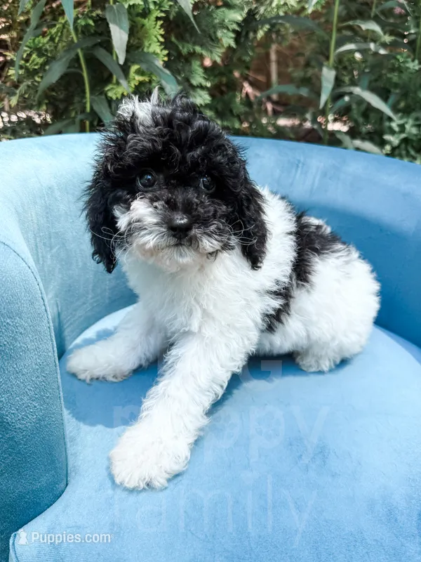 Nampula – Cavapoo puppy for sale in Temple, GA